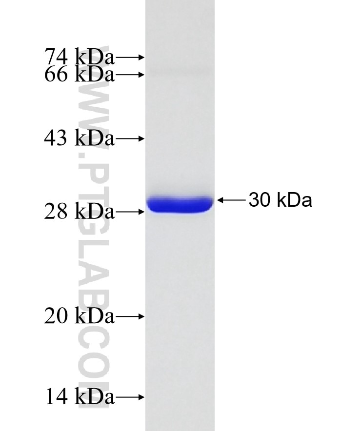 HLA-DRB1 fusion protein Ag8410 SDS-PAGE