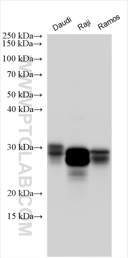Western Blot (WB) analysis of various lysates using HLA-DRB3 Polyclonal antibody (16789-1-AP)