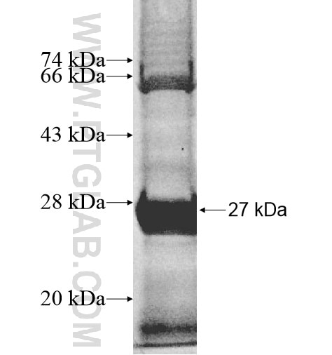 HLA-DRB3 fusion protein Ag10242 SDS-PAGE