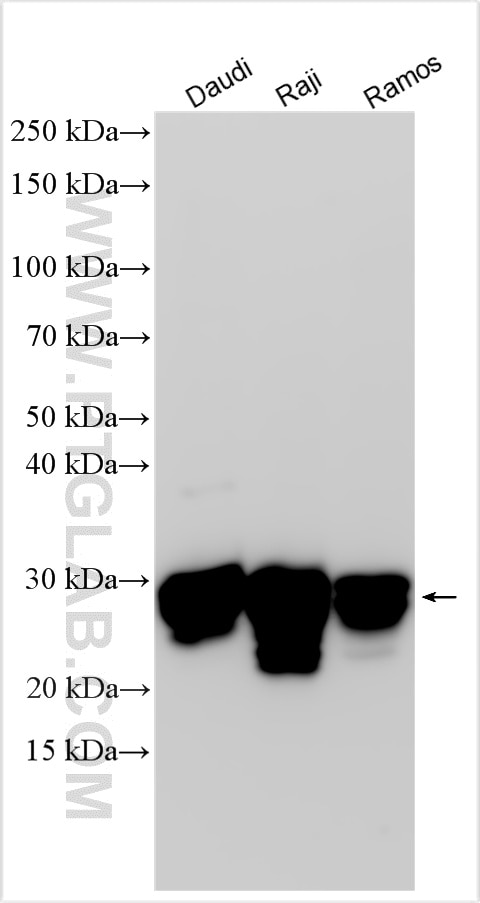 Western Blot (WB) analysis of various lysates using HLA-DRB4 Polyclonal antibody (15733-1-AP)