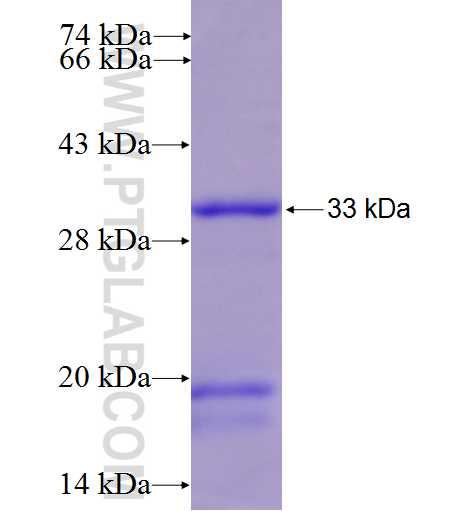 HLA-DRB4 fusion protein Ag8806 SDS-PAGE