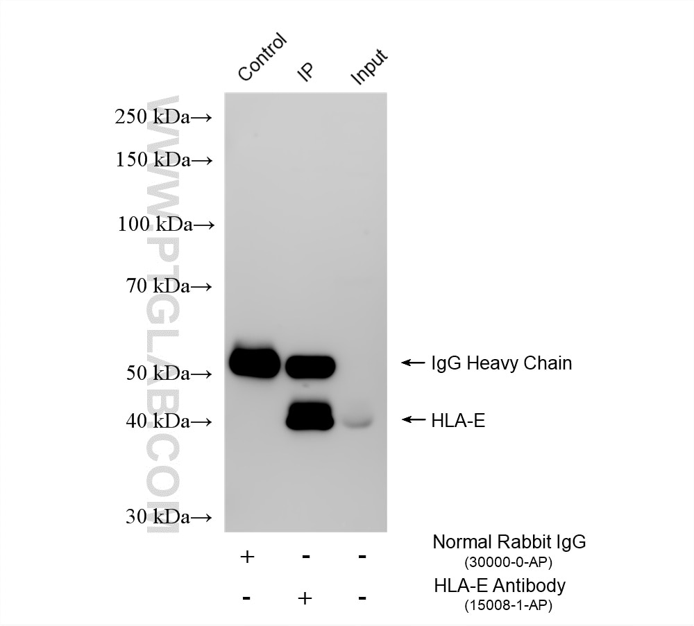 Immunoprecipitation (IP) experiment of THP-1 cells using HLA-E Polyclonal antibody (15008-1-AP)