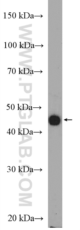 WB analysis of HL-60 using 27411-1-AP