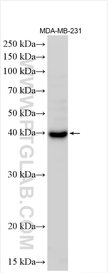 WB analysis using 27411-1-AP