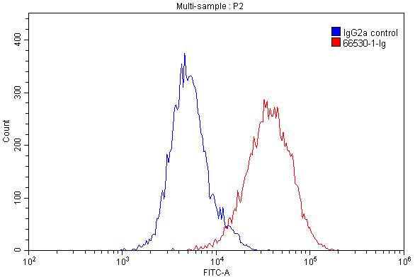 FC experiment of THP-1 using 66530-1-Ig