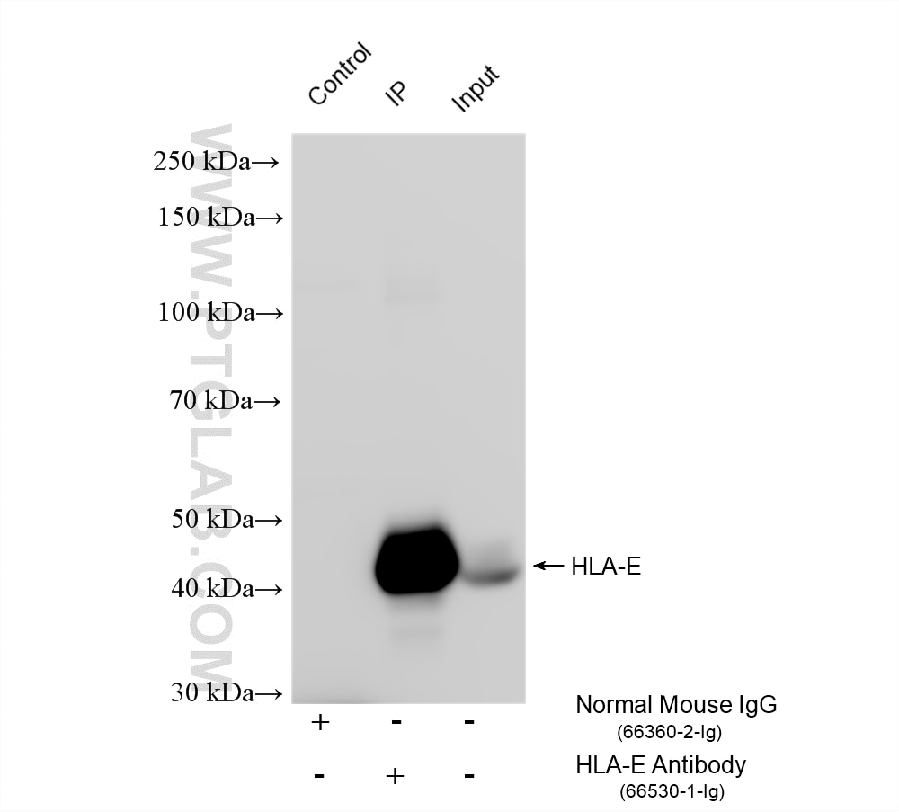 IP result of anti-HLA-E (IP:66530-1-Ig, 4ug; Detection:66530-1-Ig 1:3000) with THP-1 cells lysate 1720 ug. This data was developed using the same antibody clone with 66530-1-PBS in a different storage buffer formulation. Immunoprecipitation (IP) experiment of THP-1 cells using HLA-E Monoclonal antibody (66530-1-Ig)