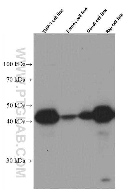 Western Blot (WB) analysis of THP-1 cells using HLA-E Monoclonal antibody (66530-1-Ig)
