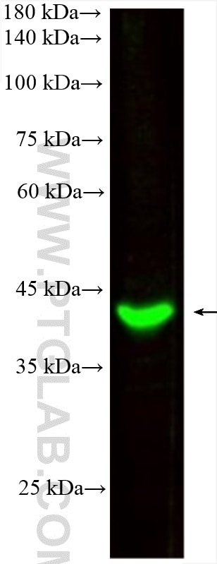 Western Blot (WB) analysis of Raji cells using CoraLite® Plus 488-conjugated HLA-E Monoclonal ant (CL488-66530)