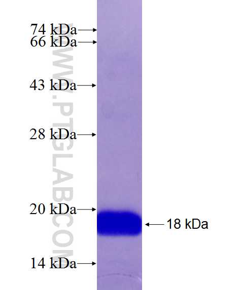 HLA-E fusion protein Ag26611 SDS-PAGE
