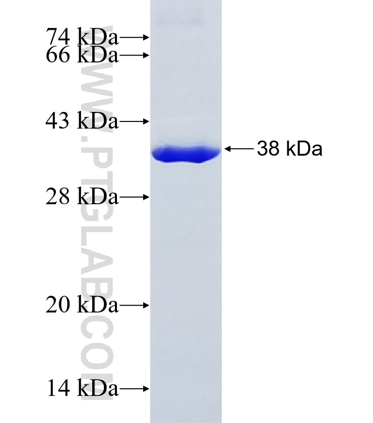 HLA-E fusion protein Ag6724 SDS-PAGE