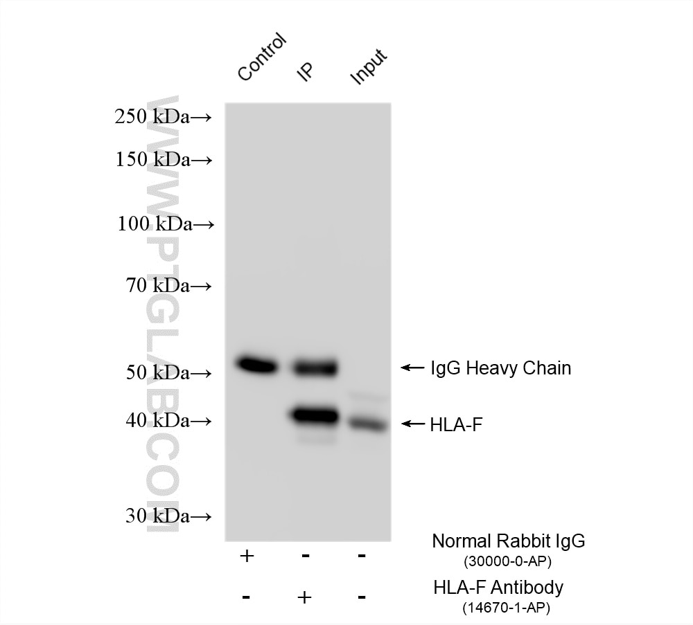 Immunoprecipitation (IP) experiment of A431 cells using HLA-F Polyclonal antibody (14670-1-AP)