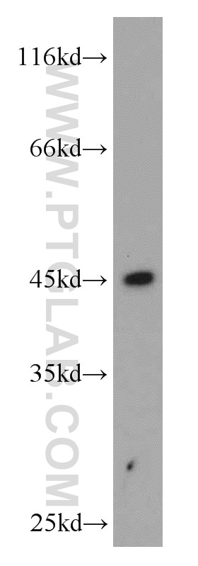 HLA-F Polyclonal antibody