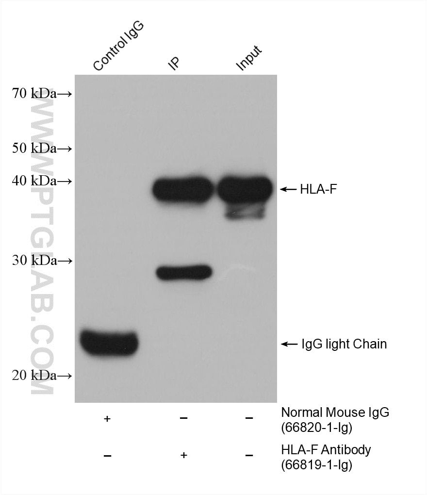 Immunoprecipitation (IP) experiment of Raji cells using HLA-F Monoclonal antibody (66819-1-Ig)