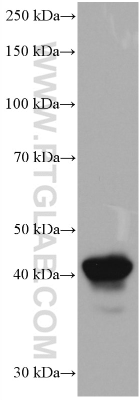 Western Blot (WB) analysis of Raji cells using HLA-F Monoclonal antibody (66819-1-Ig)