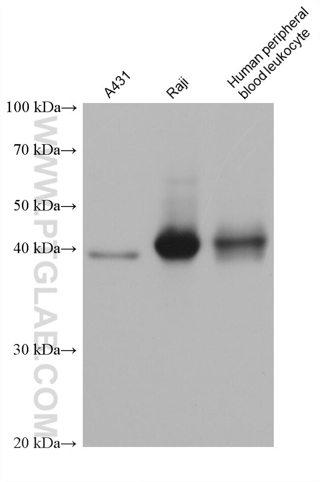 Western Blot (WB) analysis of various lysates using human HLA-F Monoclonal antibody (66819-1-Ig)