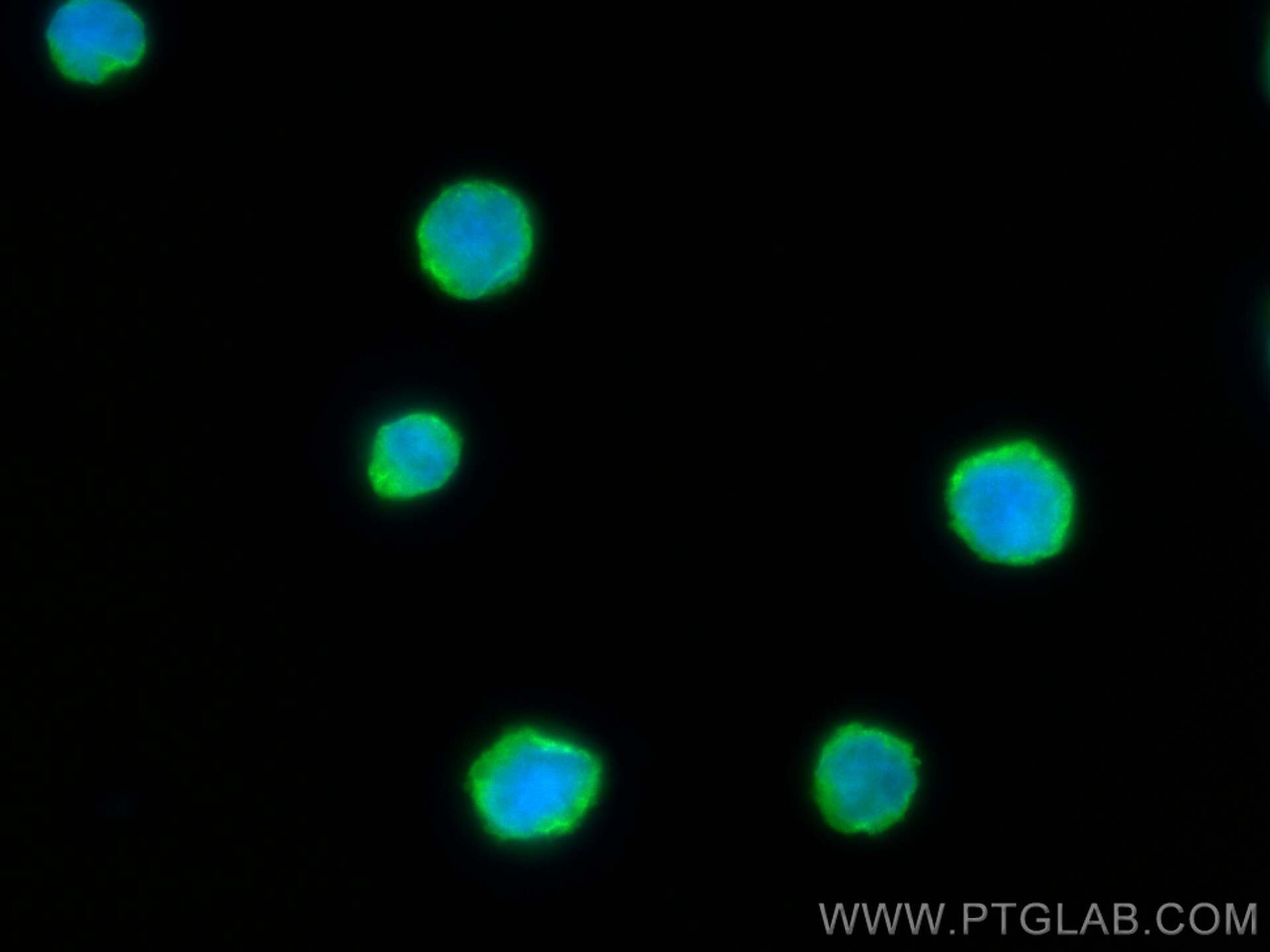 Immunofluorescence (IF) / fluorescent staining of Raji cells using CoraLite® Plus 488-conjugated HLA-F Monoclonal ant (CL488-66819)