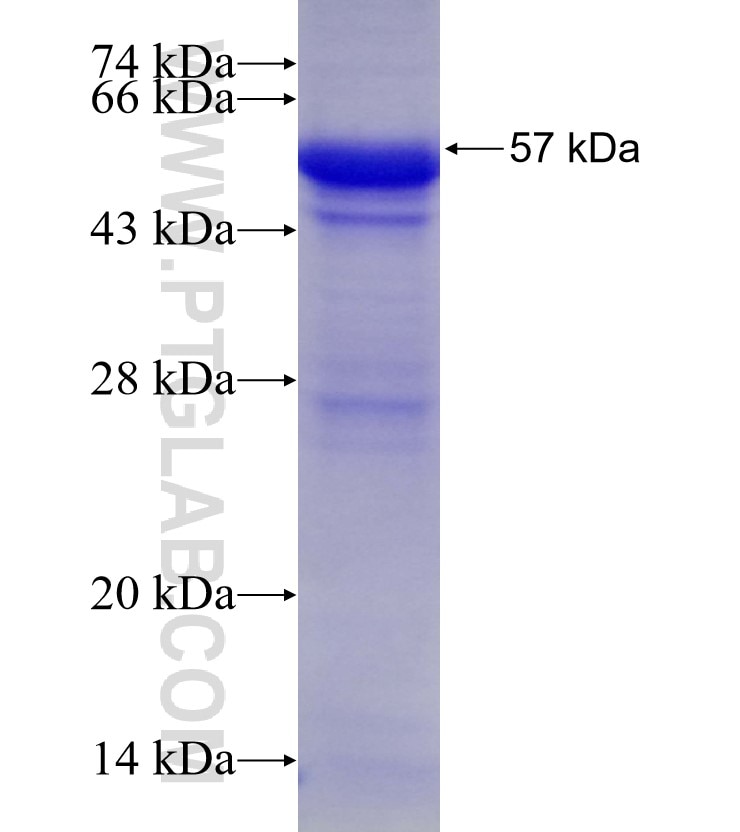 HLA-F fusion protein Ag6335 SDS-PAGE