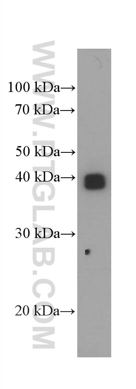 Western Blot (WB) analysis of human placenta tissue using HLA-G Monoclonal antibody (66447-1-Ig)