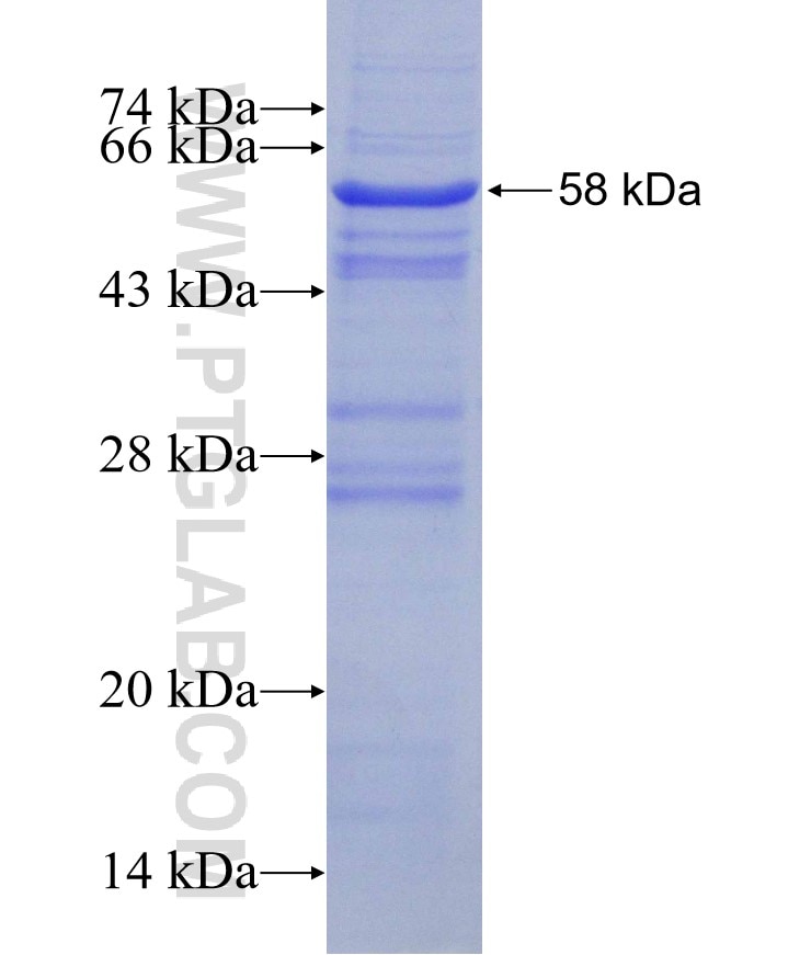 HLA-G fusion protein Ag10577 SDS-PAGE