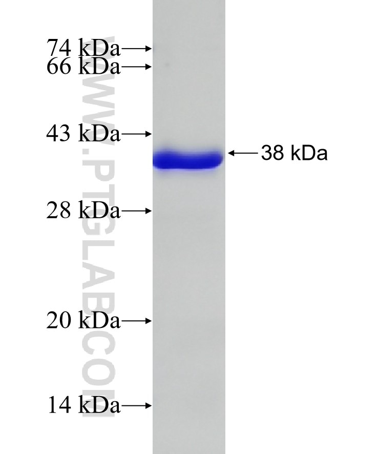HLA-G fusion protein Ag10839 SDS-PAGE