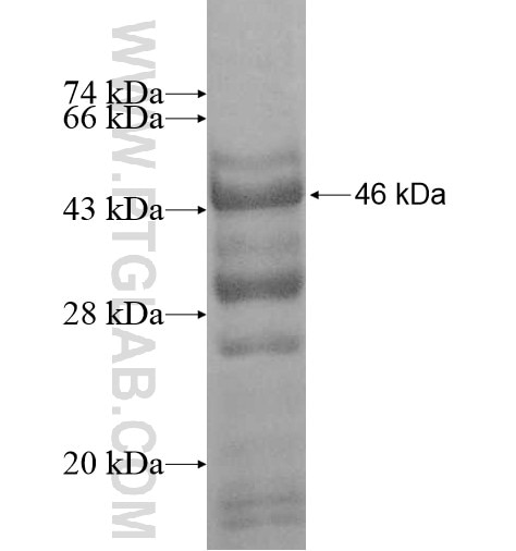 HLA class I (HLA-B) fusion protein Ag10947 SDS-PAGE