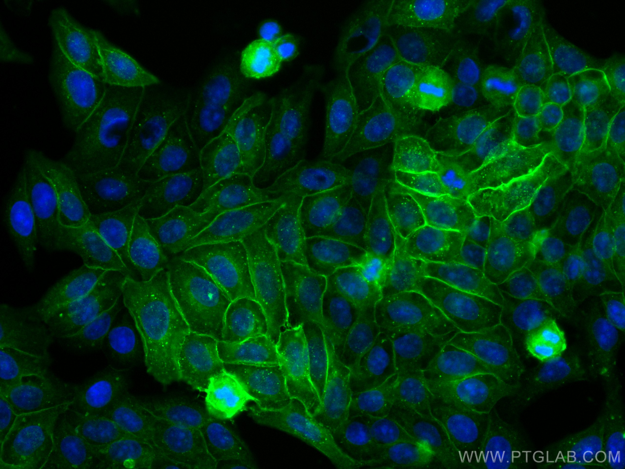 Immunofluorescence (IF) / fluorescent staining of HepG2 cells using CoraLite® Plus 488-conjugated HLA class I ABC Poly (CL488-15240)