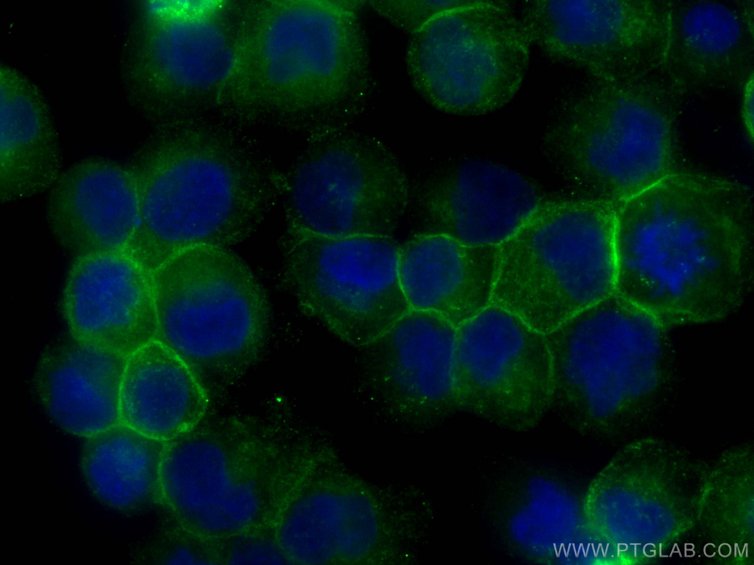 Immunofluorescence (IF) / fluorescent staining of Raji cells using CoraLite® Plus 488-conjugated HLA class I ABC Mono (CL488-66013)