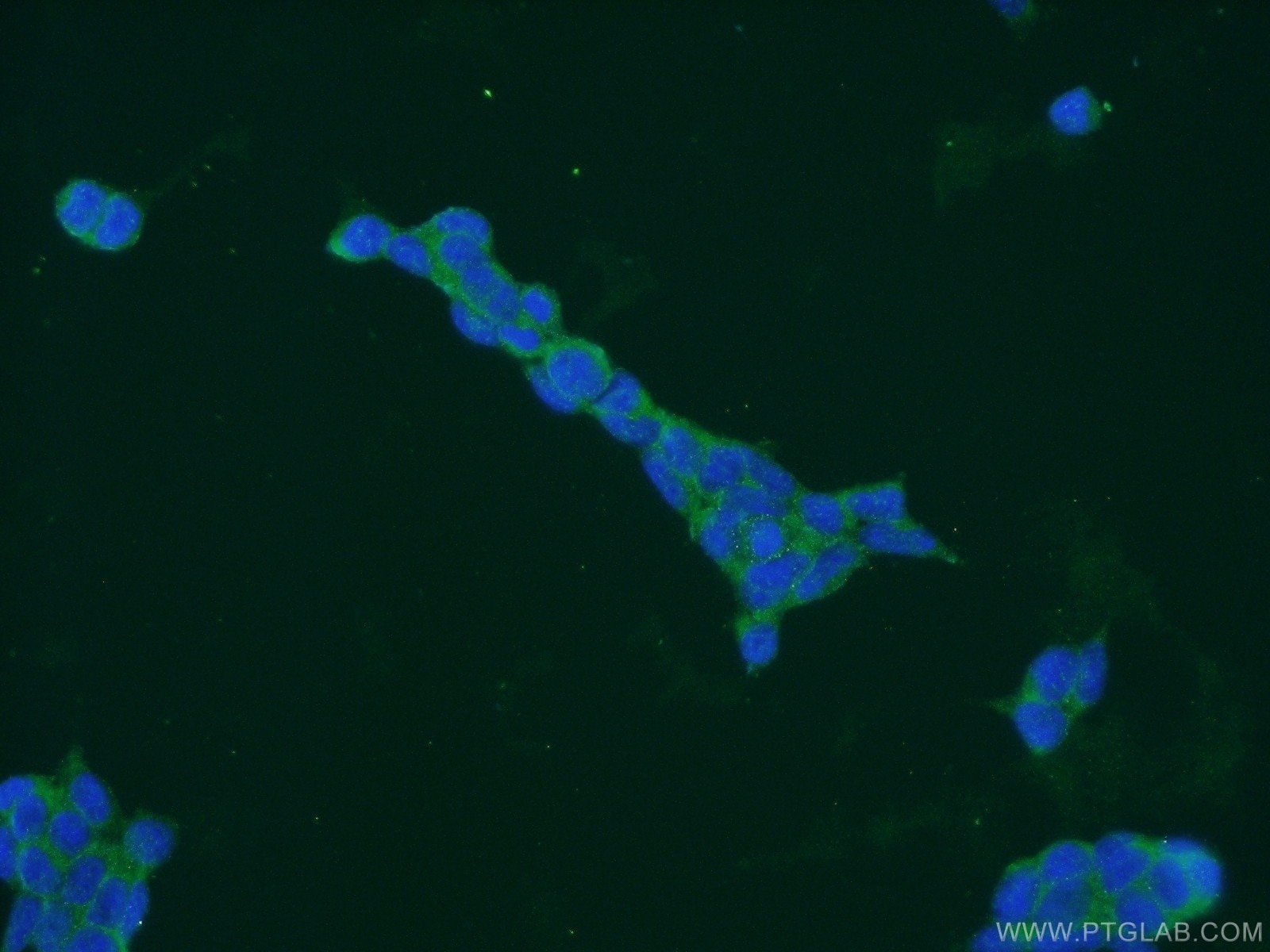 Immunofluorescence (IF) / fluorescent staining of HEK-293 cells using HLCS Polyclonal antibody (14046-1-AP)