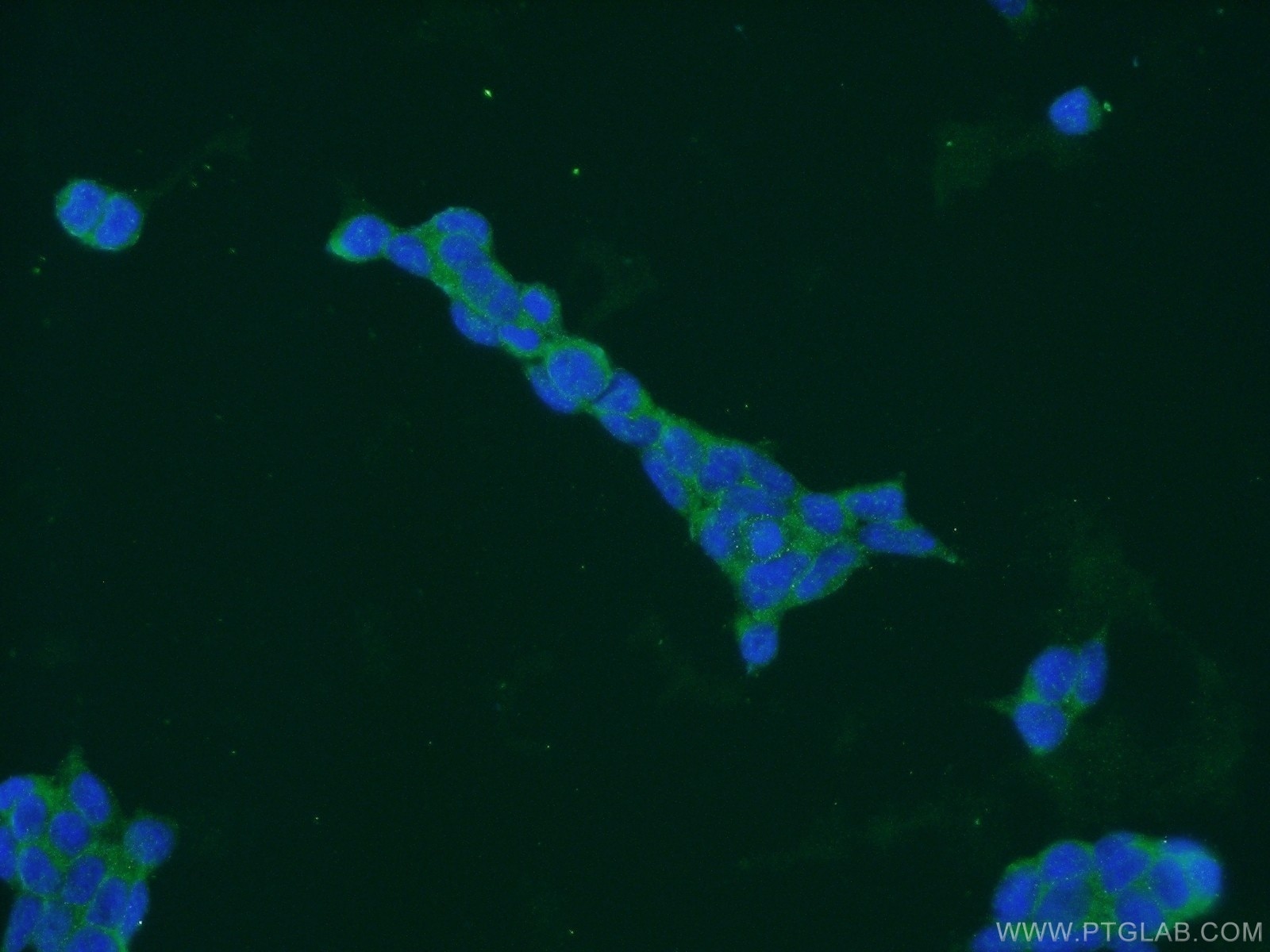 IF Staining of HEK-293 using 14046-1-AP