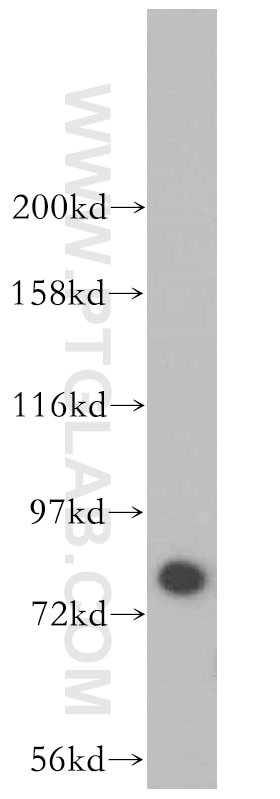 Western Blot (WB) analysis of HEK-293 cells using HLCS Polyclonal antibody (14046-1-AP)
