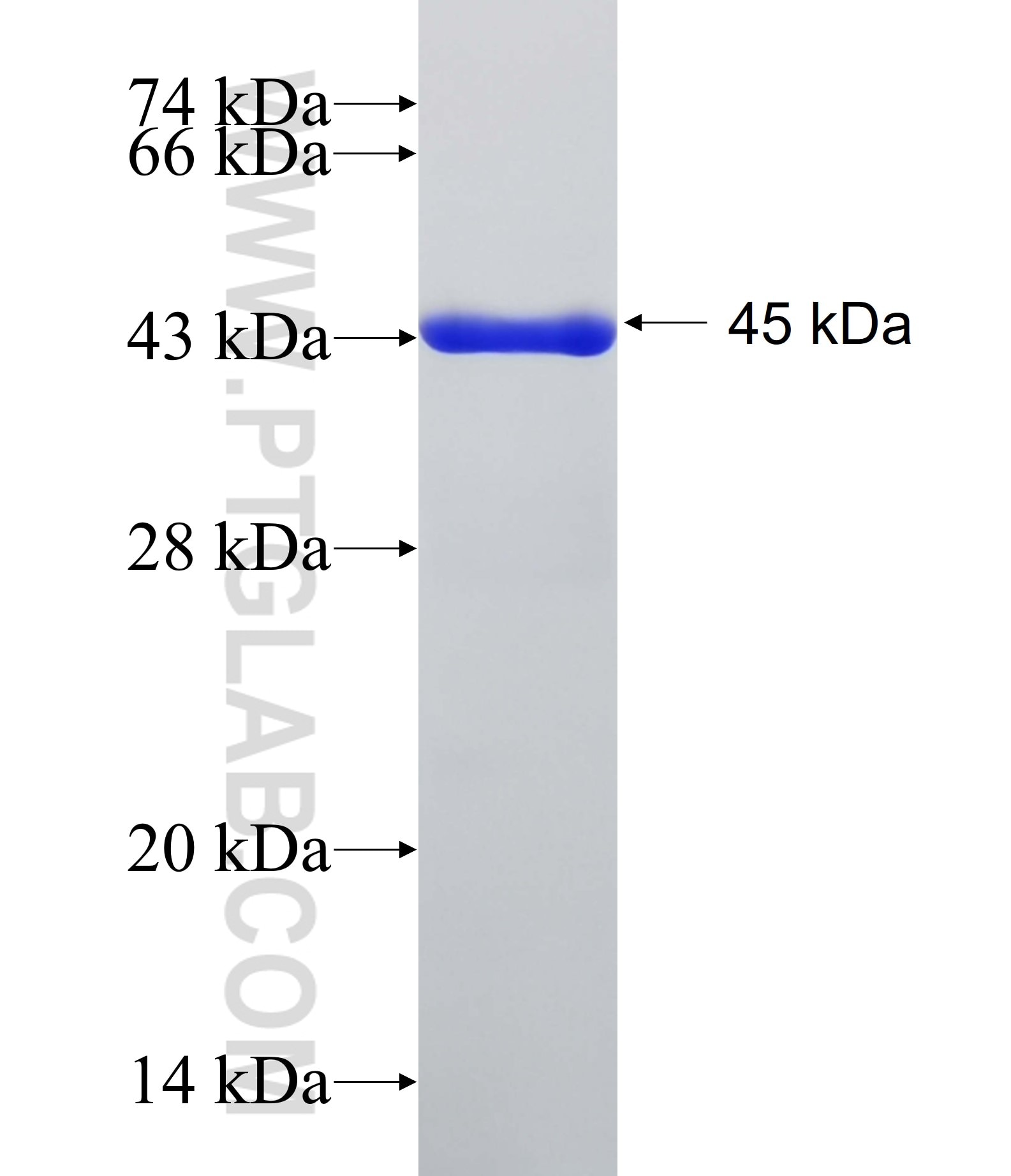 HLCS fusion protein Ag32465 SDS-PAGE HLCS fusion protein Ag32465 SDS-PAGE