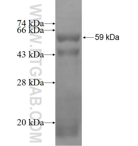 HLCS fusion protein Ag5208 SDS-PAGE