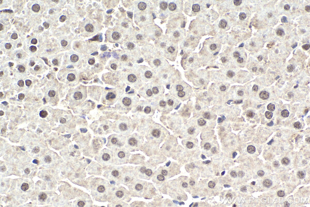 Immunohistochemistry (IHC) staining of rat liver tissue using HLF Polyclonal antibody (12870-1-AP)