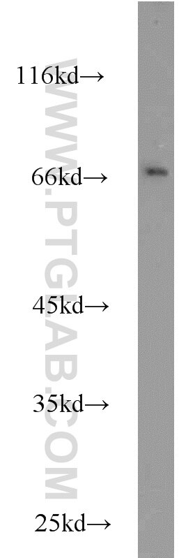 Western Blot (WB) analysis of K-562 cells using HLF Polyclonal antibody (12870-1-AP)