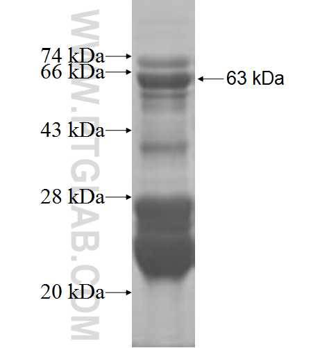 HLF fusion protein Ag3533 SDS-PAGE
