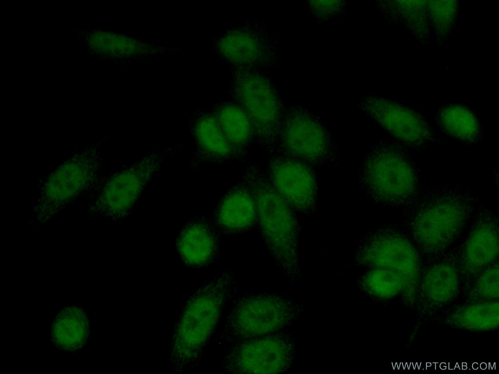 Immunofluorescence (IF) / fluorescent staining of HeLa cells using HLTF Polyclonal antibody (14286-1-AP)