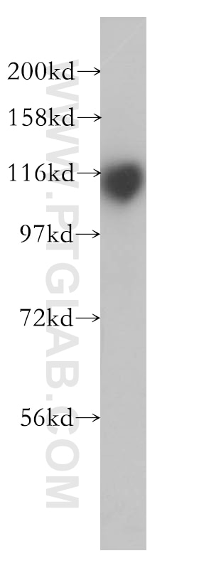 Western Blot (WB) analysis of K-562 cells using HLTF Polyclonal antibody (14286-1-AP)