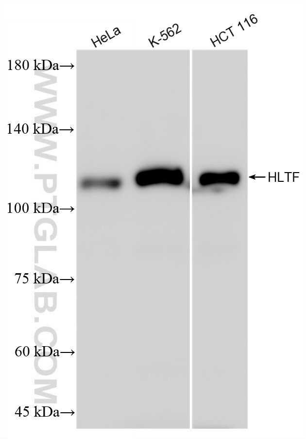 Western Blot (WB) analysis of various lysates using HLTF Recombinant antibody (86362-2-RR)