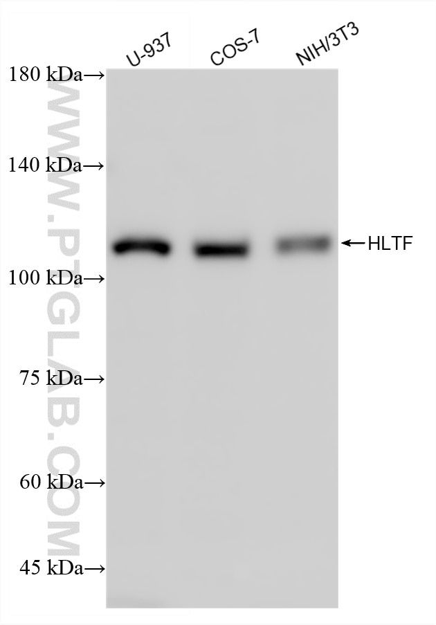 Western Blot (WB) analysis of various lysates using HLTF Recombinant antibody (86362-2-RR)