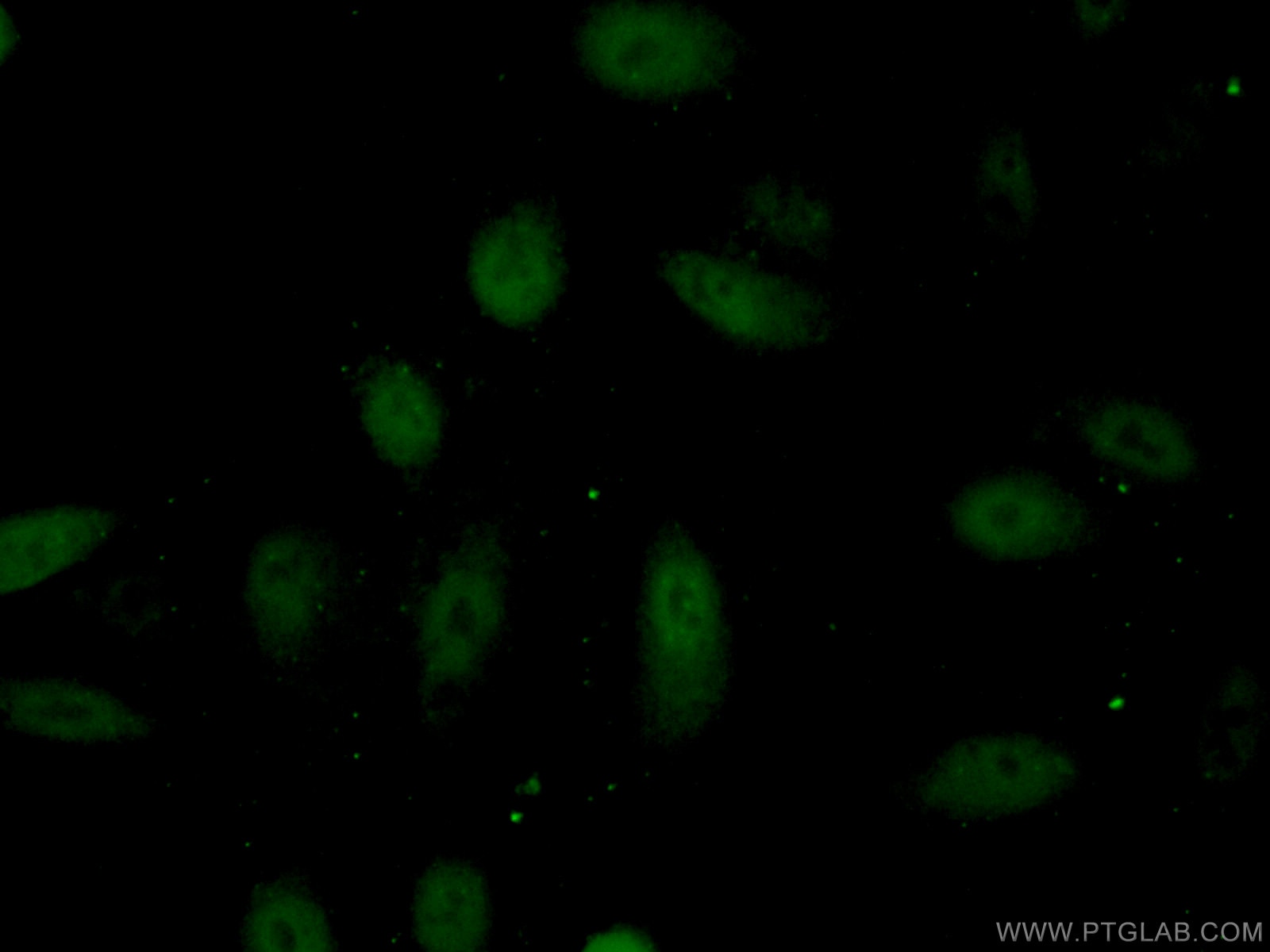 Immunofluorescence (IF) / fluorescent staining of A549 cells using HLX Polyclonal antibody (14336-1-AP)