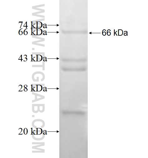 HLX fusion protein Ag1014 SDS-PAGE