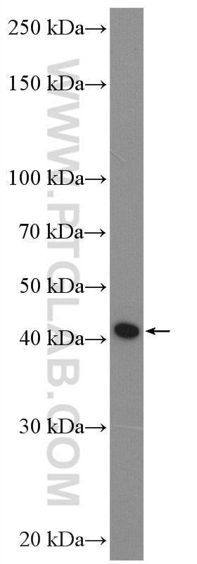 Western Blot (WB) analysis of U2OS cells using SPP Polyclonal antibody (20416-1-AP)