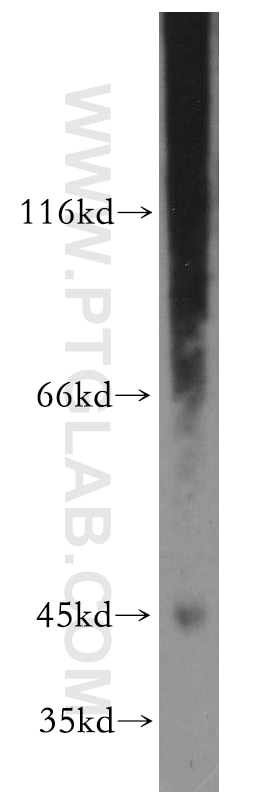 Western Blot (WB) analysis of mouse liver tissue using SPP Polyclonal antibody (20416-1-AP)