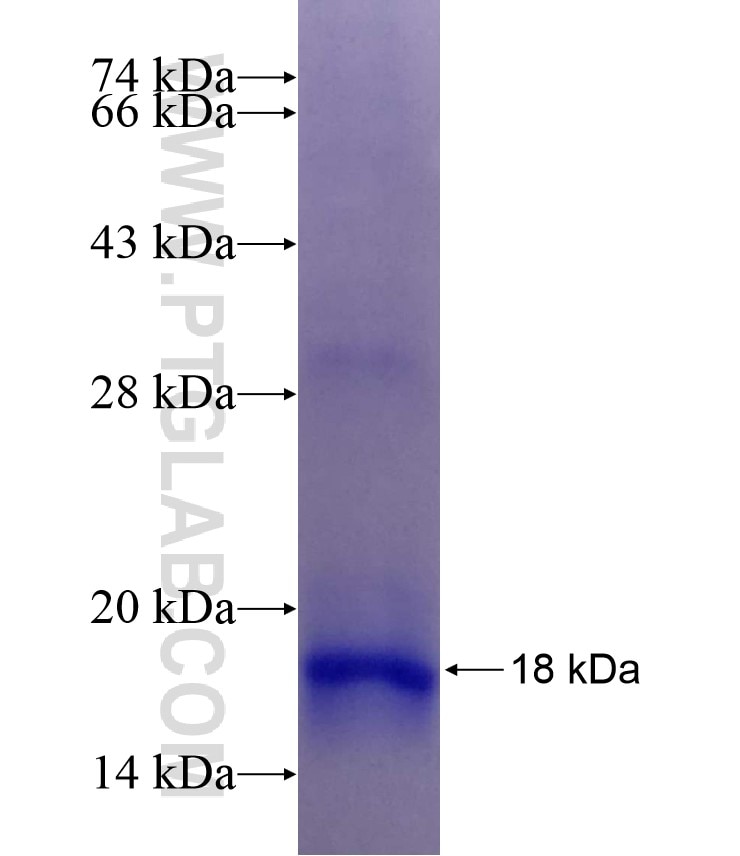 SPP fusion protein Ag16823 SDS-PAGE
