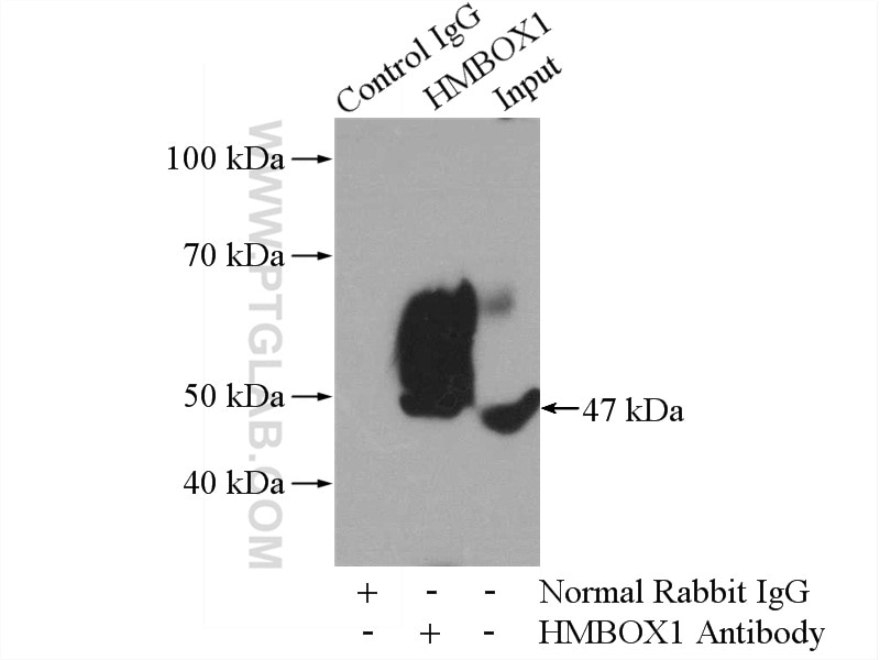 Immunoprecipitation (IP) experiment of mouse brain tissue using HMBOX1 Polyclonal antibody (16123-1-AP)