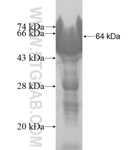 HMBOX1 fusion protein Ag9081 SDS-PAGE