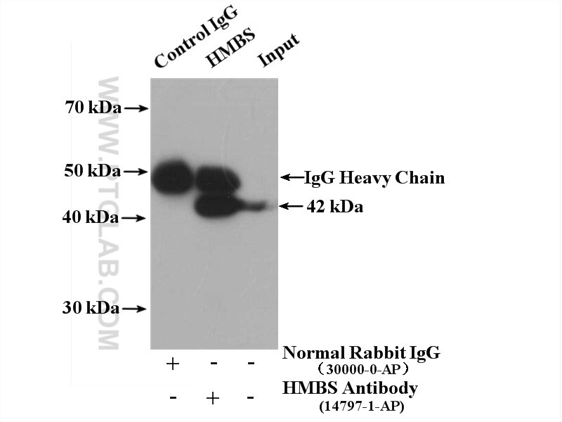 Immunoprecipitation (IP) experiment of HEK-293 cells using HMBS Polyclonal antibody (14797-1-AP)