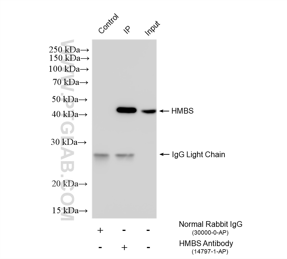 Immunoprecipitation (IP) experiment of HEK-293 cells using HMBS Polyclonal antibody (14797-1-AP)