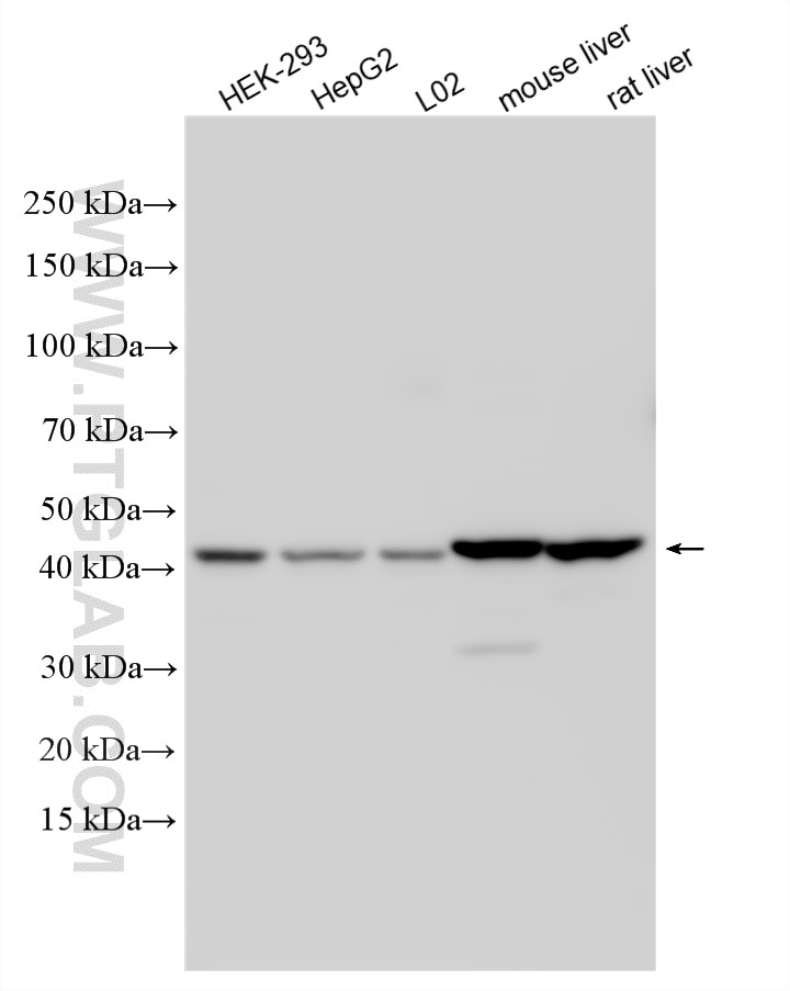 Western Blot (WB) analysis of various lysates using HMBS Polyclonal antibody (14797-1-AP)