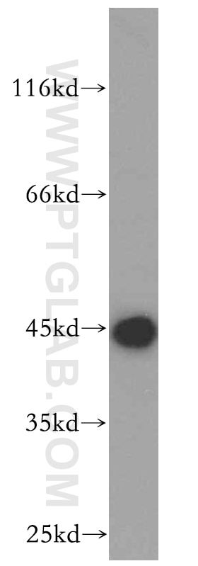 Western Blot (WB) analysis of HEK-293 cells using HMBS Polyclonal antibody (14797-1-AP)